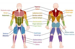 What Muscles Are Used In Swimming? | Fit Active Living